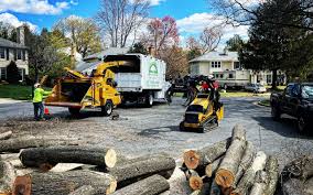 How Our Tree Care Process Works  in  Lecanto, FL